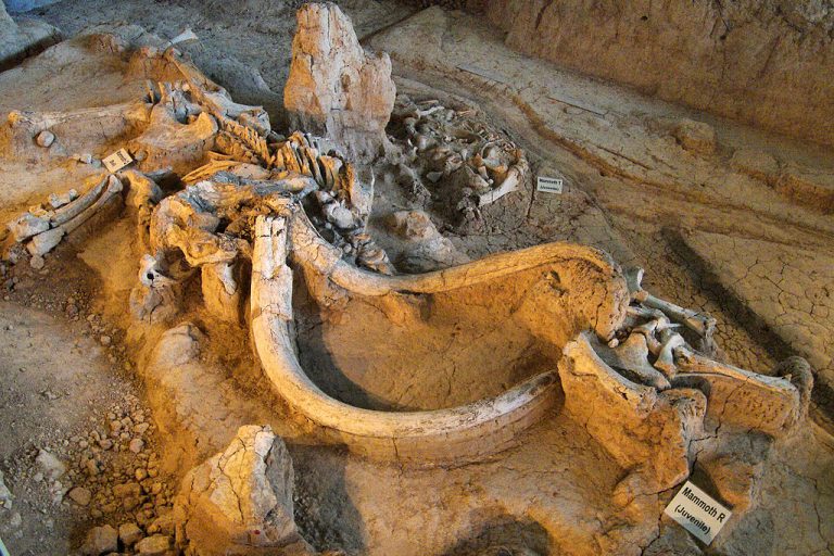1024px Waco mammoth site QRT 768x512