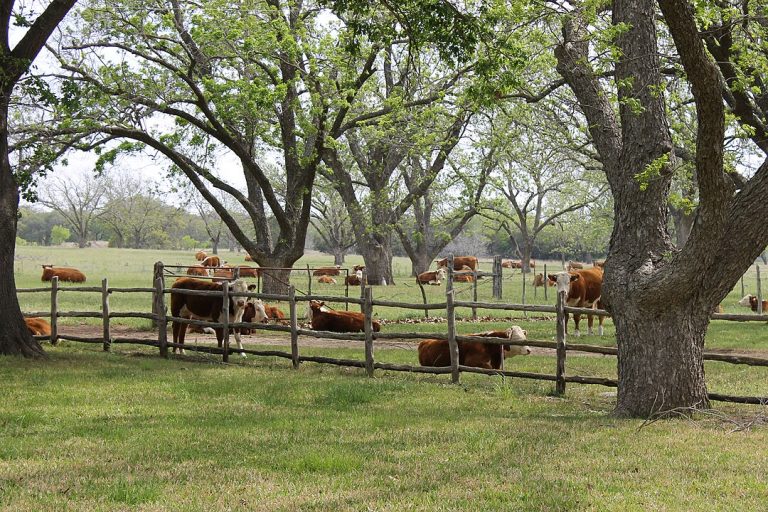Cattle in the park are descended from former livestock of President Johnson. Cattle in the park are descended from former livestock of President Johnson.