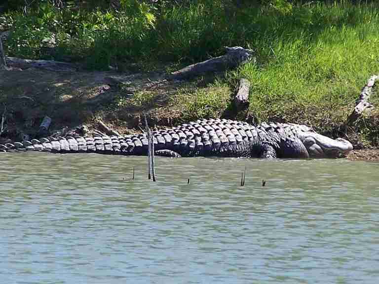 Alligator At Choke Canyon 768x576