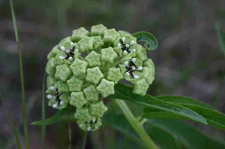 Asclepias asperula   Antelope Horns 768x510