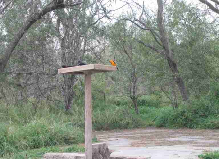 Bentsen-Rio Grande Valley State Park