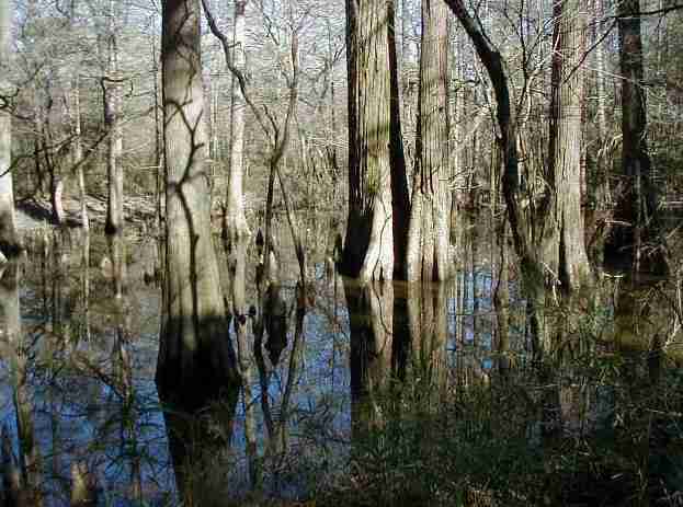 Big Thicket National Preserve