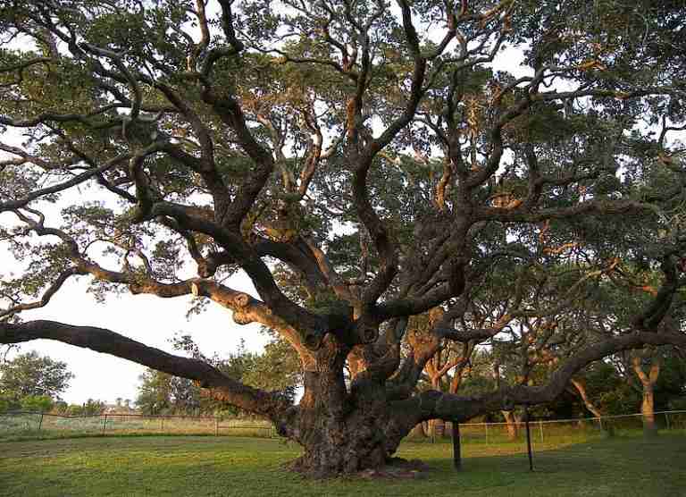 Big tree 768x556