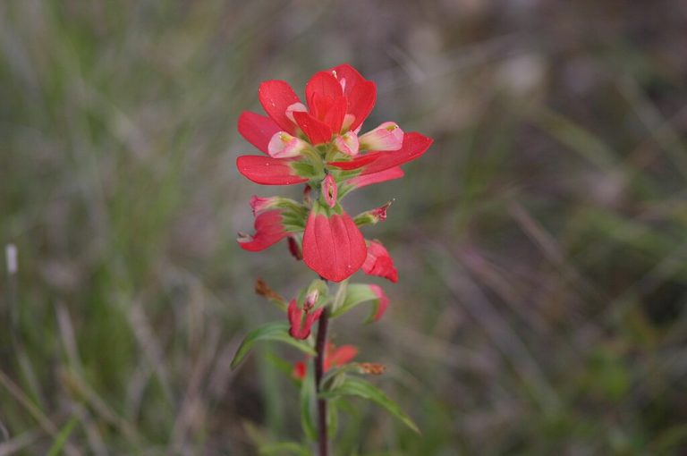 Entire Leaf Indian Paintbrush 768x510