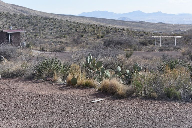 Franklin Mountains State Park Cactus 768x512