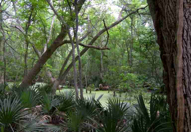 Palmetto State Park