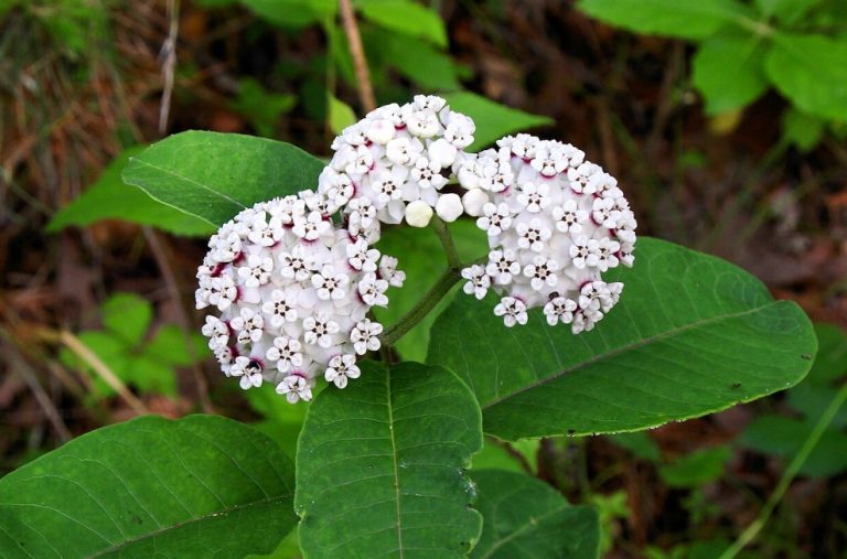 Redring milkweed Redring milkweed