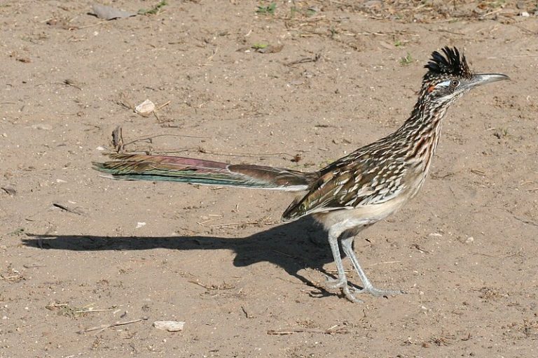 Roadrunner at Falcon SP 768x512