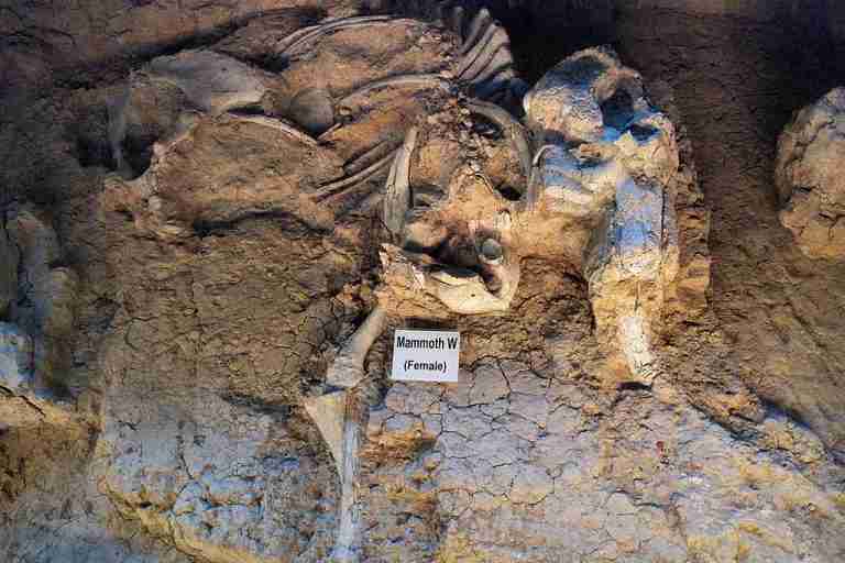 Waco mammoth site W 768x512