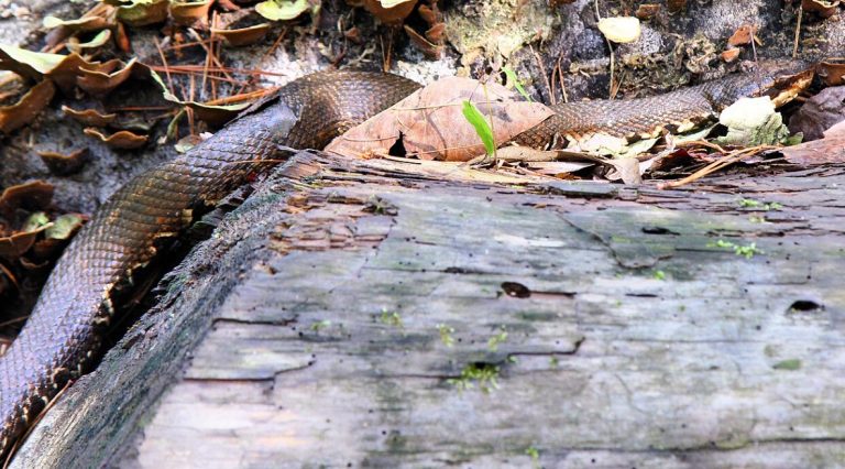 Northern Cottonmouth Northern Cottonmouth