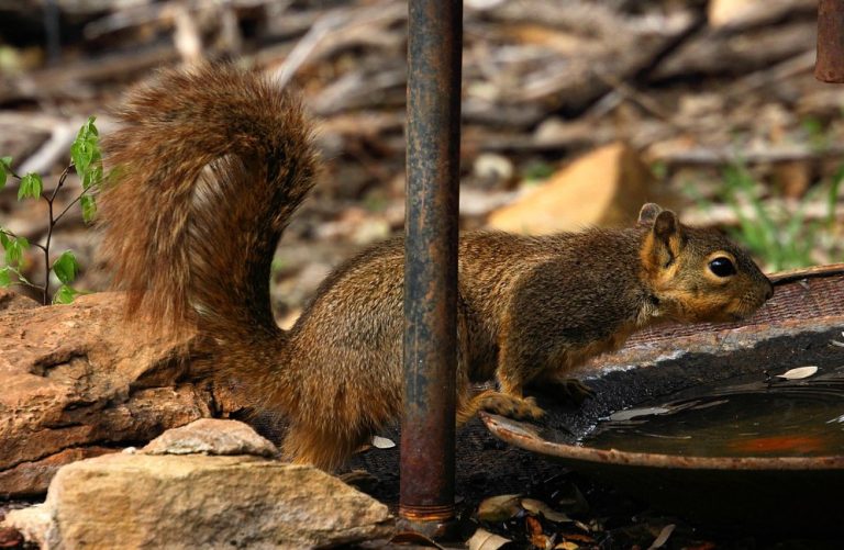 Squirrel in Abilene State Park Squirrel in Abilene State Park