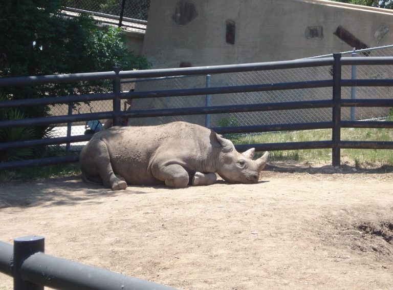 Abilene Zoo Abilene Zoo