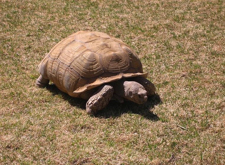 Amarillo Zoo Amarillo Zoo