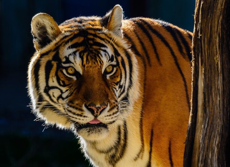 Bengal tiger Bengal tiger
