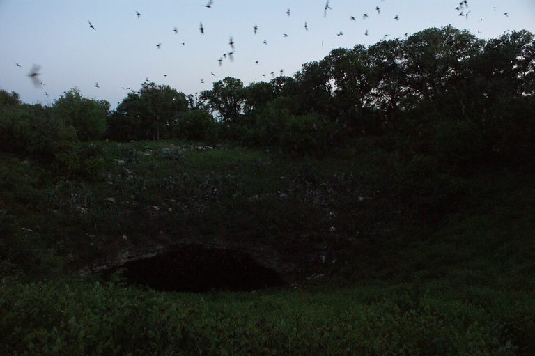 Bracken Cave bats emerging from the cave 768x511