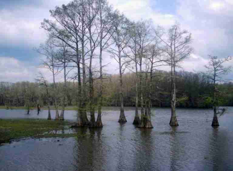 Caddo Lake