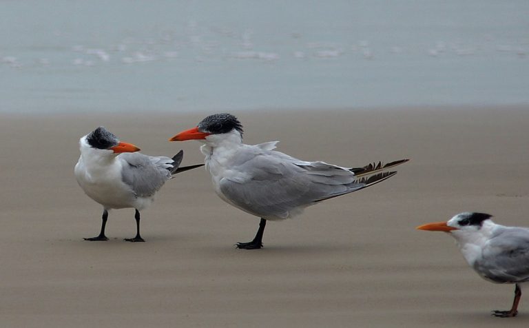 Padre Island NS Padre Island NS