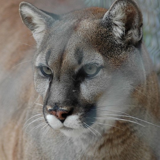 Cougar Cougar