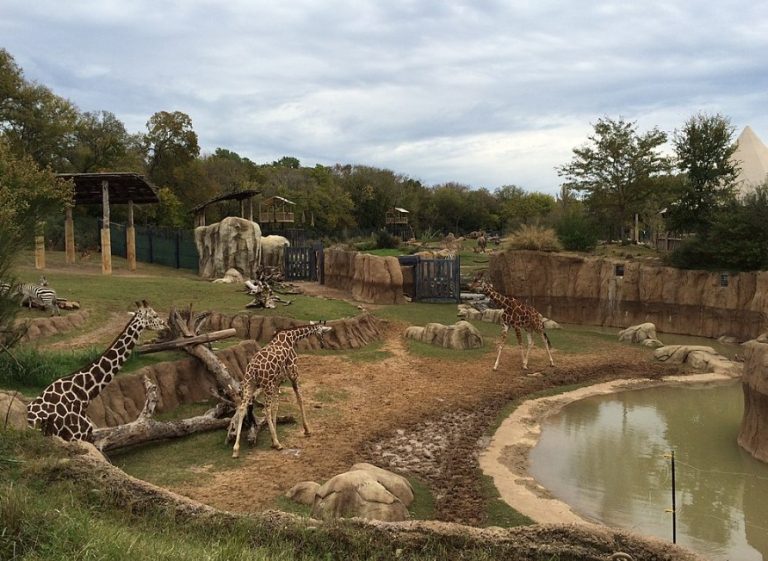 DallasZoo DallasZoo