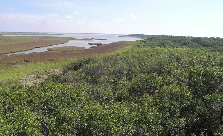 Estuary wetlands in Aransas National Wildlife Refuge Aransas County Texas United States 768x468