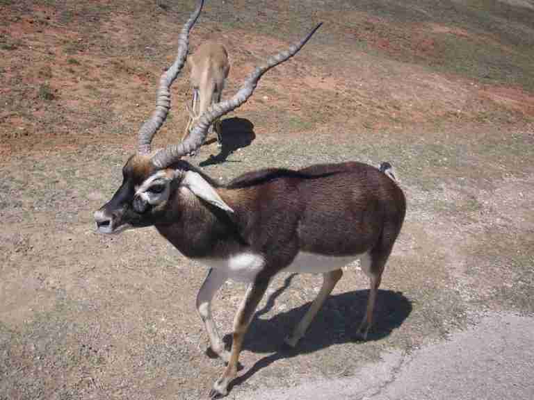 Fossil Rim Wildlife Center.