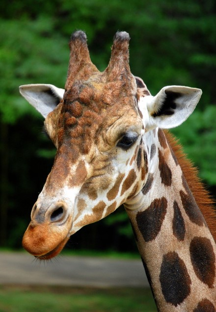 Cameron Park Zoo Cameron Park Zoo