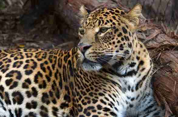 Jaguar
