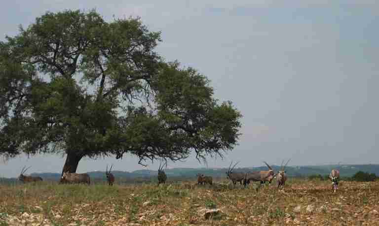 Natural Bridge Wildlife Ranch