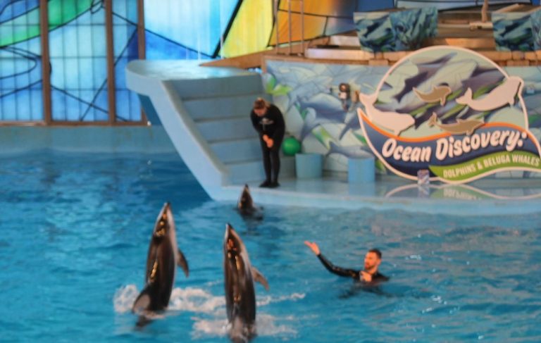 Sea World in San Antonio Sea World in San Antonio