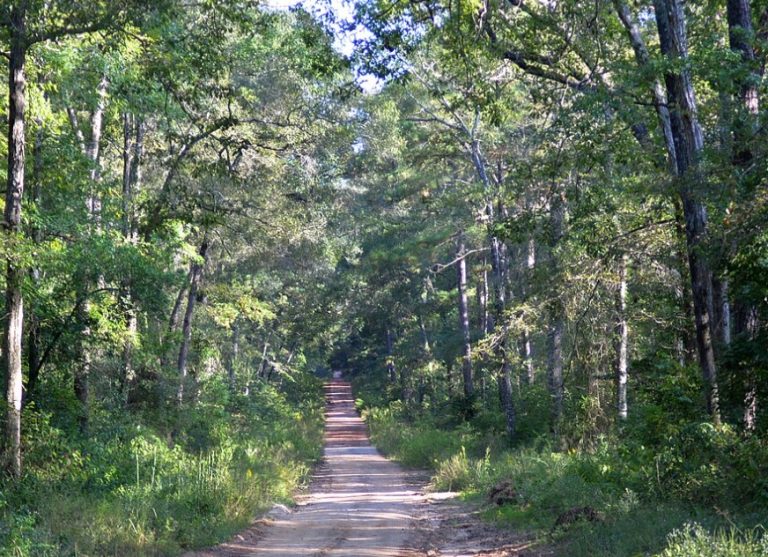 Sam Houston National Forest Sam Houston National Forest