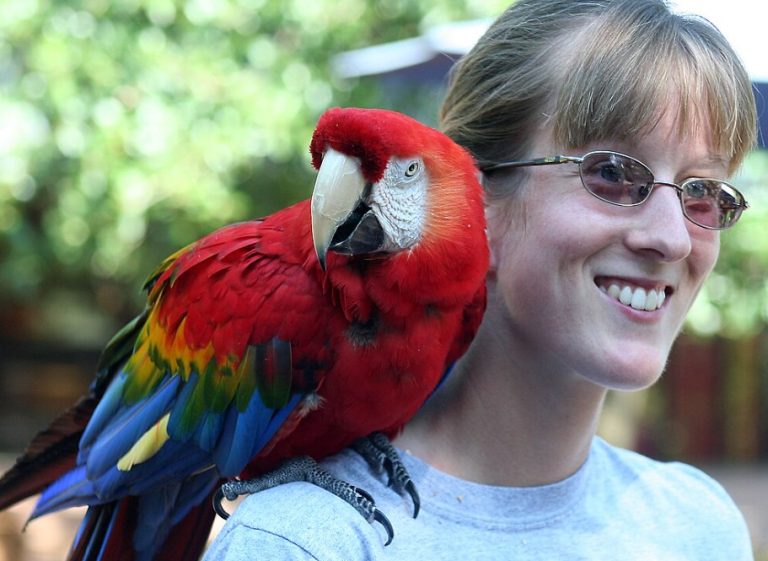 Scarlet macaw 768x561