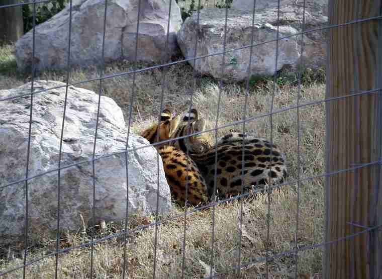 Amarillo Zoo