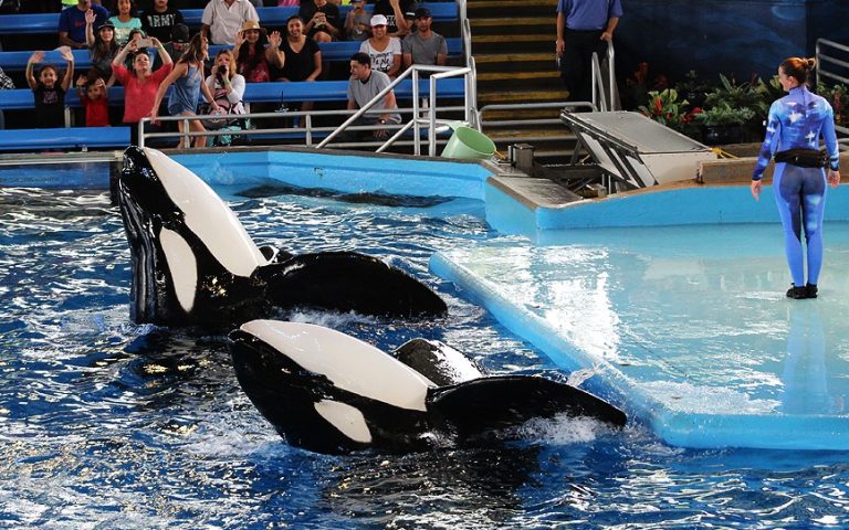 Sea World in San Antonio Sea World in San Antonio