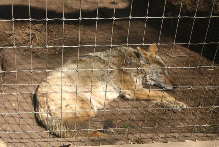 Amarillo Zoo Amarillo Zoo