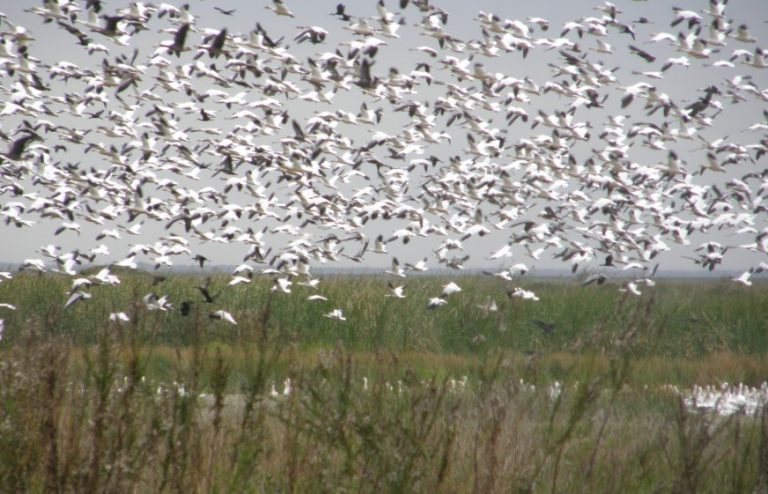 Anahuac National Wildlife Refuge Anahuac National Wildlife Refuge