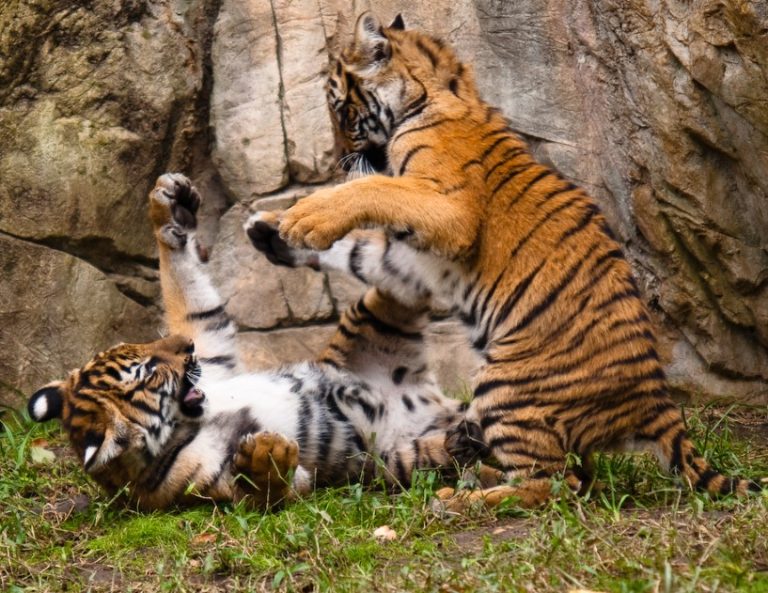 Fort Worth Zoo Fort Worth Zoo