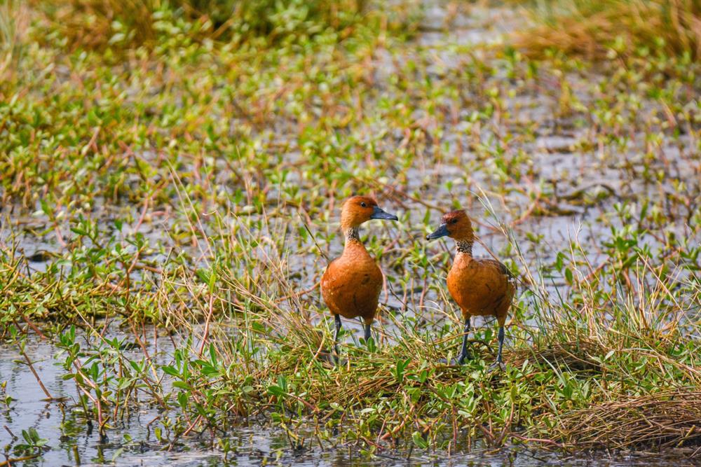 Discovering the Anahuac National Wildlife Refuge