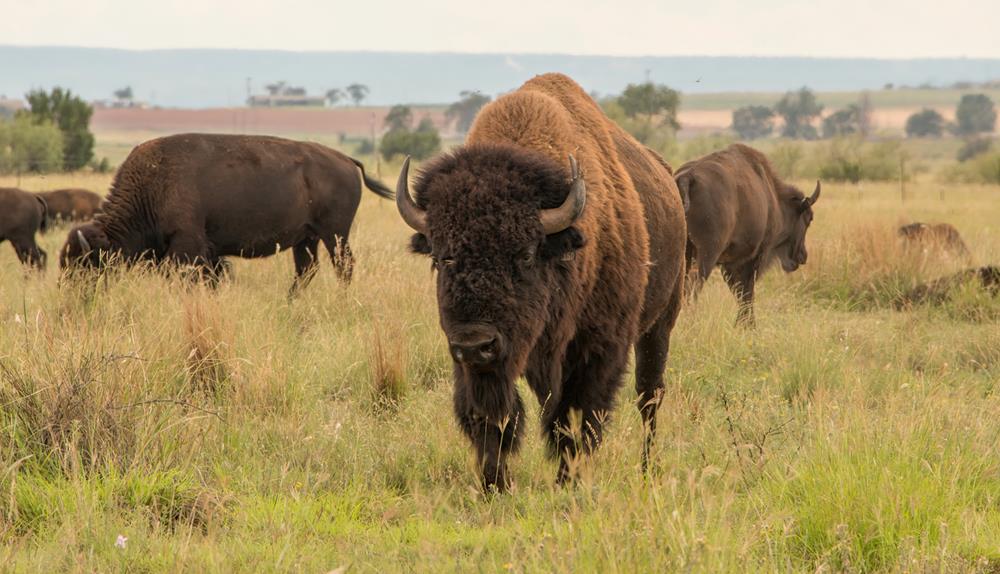 Iconic Species: The American Bison