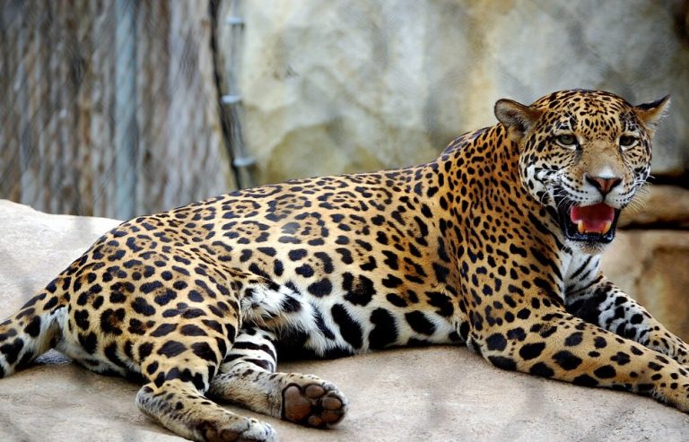 Cameron Park Zoo Cameron Park Zoo