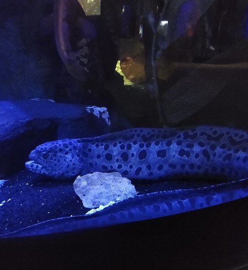 Children's Aquarium at Fair Park Wolf Eel Children's Aquarium at Fair Park Wolf Eel