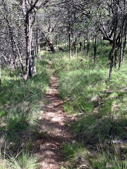 Juniper Canyon