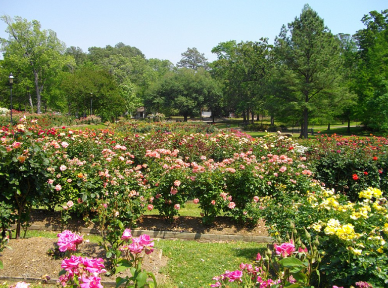 Tyler Rose Garden Tyler Rose Garden