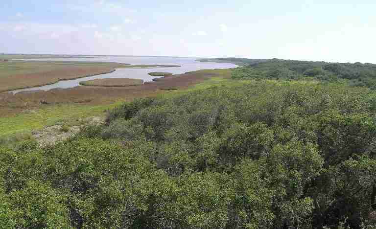 Texas Coastal Birding Trail 1 768x468