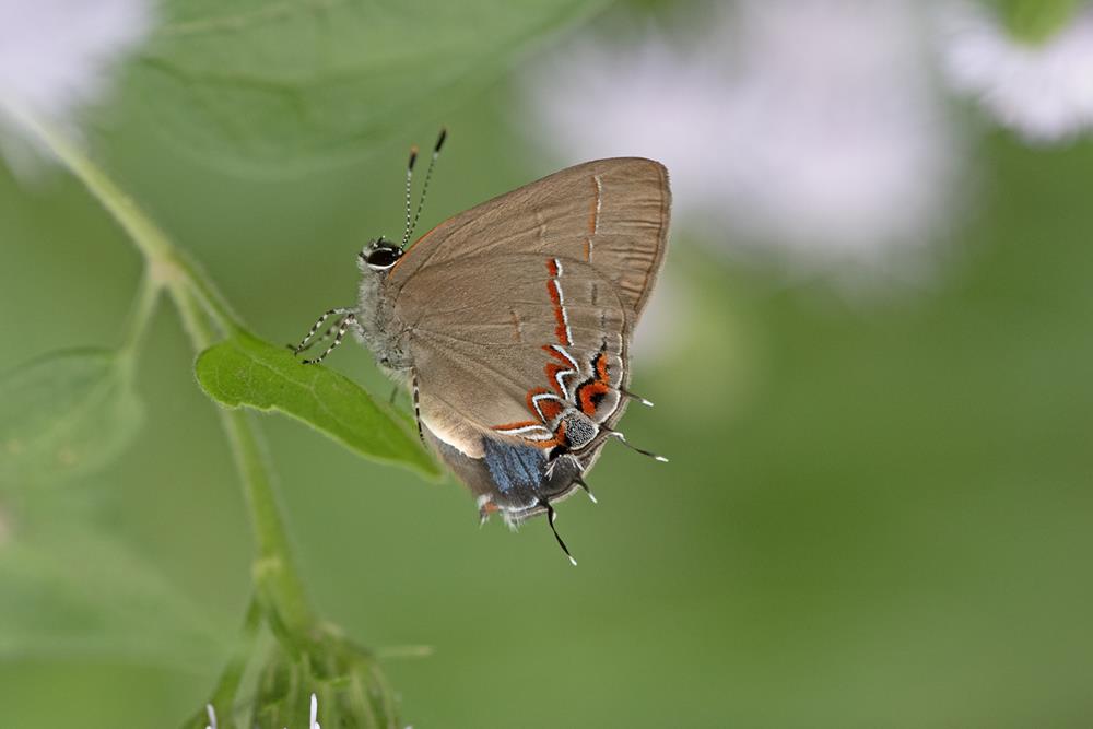 A Haven for Butterfly Diversity