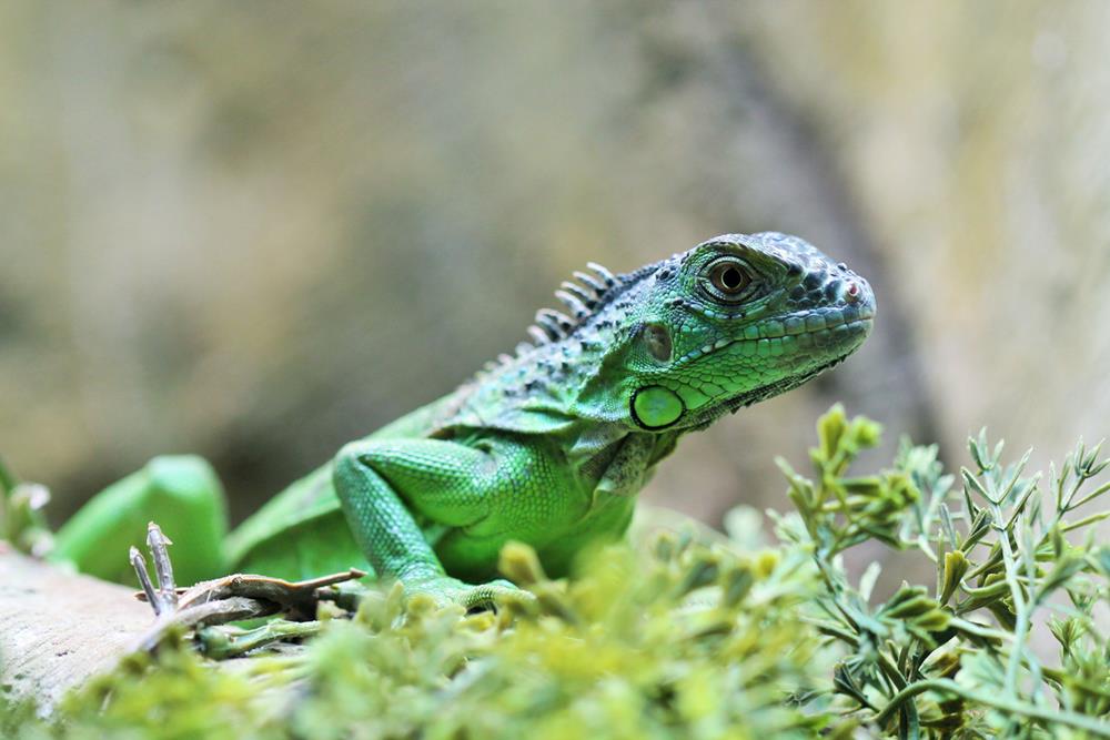 Exhibits and Wildlife Highlights
