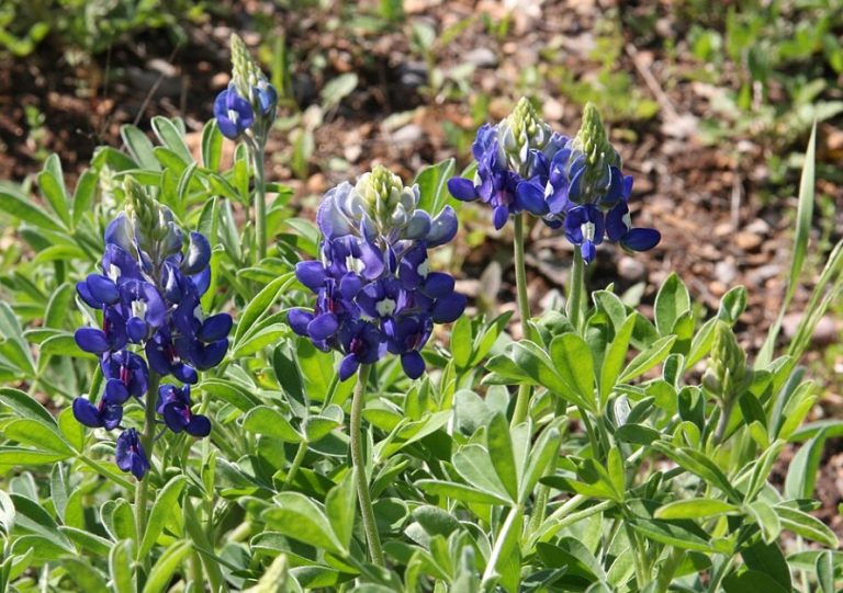 Lady Bird Johnson Wildflower Center Lady Bird Johnson Wildflower Center