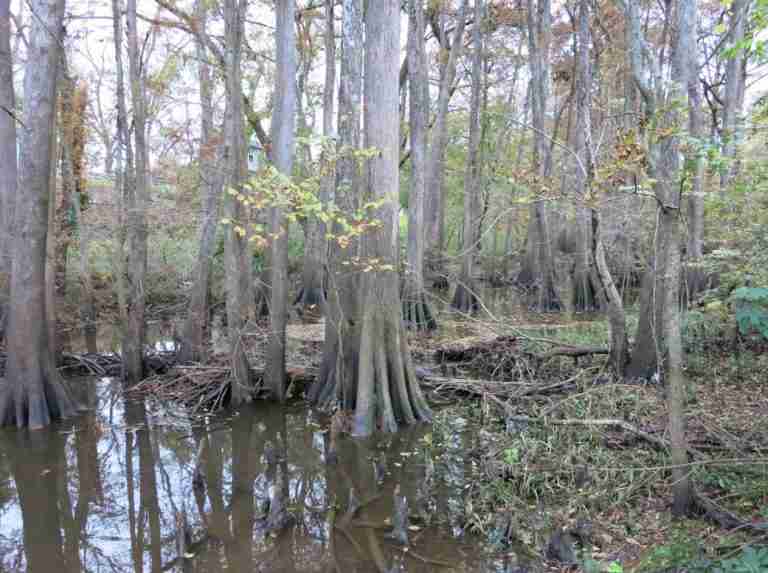 Peach Creek