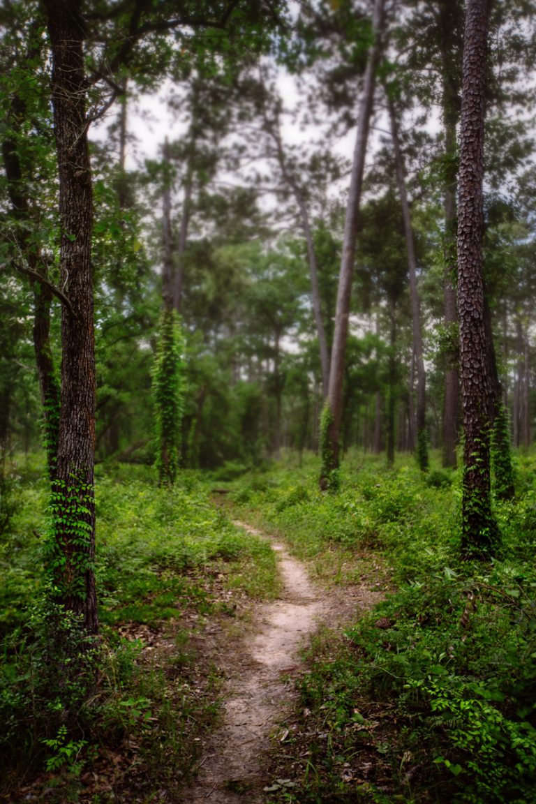 Lone Star Hiking Trail in Sam Houston National Forest