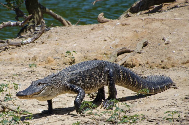 Massive Crocodiles and Close Encounters Await at Crocodile Encounter in Angleton, Texas