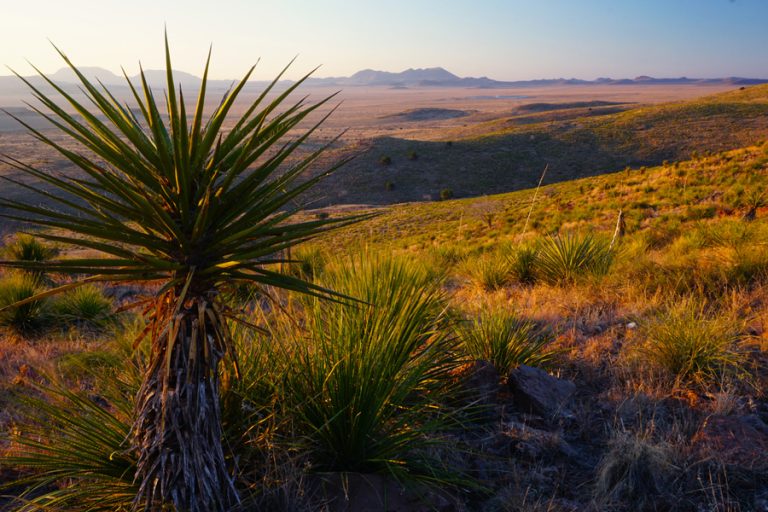 Pine Peak in the Davis Mountains: Texas&rsquo;s High-Altitude Wilderness Gem
